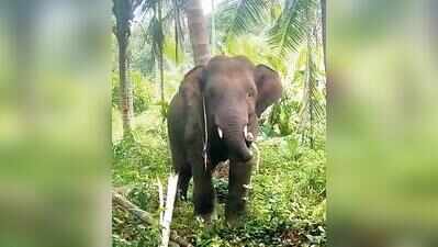 For the third time this year, Omkar sighted near Goa border