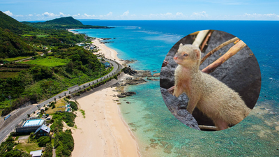 In 1979, about 30 mongooses were released on Japan’s Amami Oshima to control habu snakes; their population later grew to roughly 10,000 and threatened rare wildlife, but after decades of trapping Japan declared them eradicated in 2024