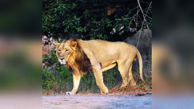 Lion carcass found in farm well in Gir Somnath