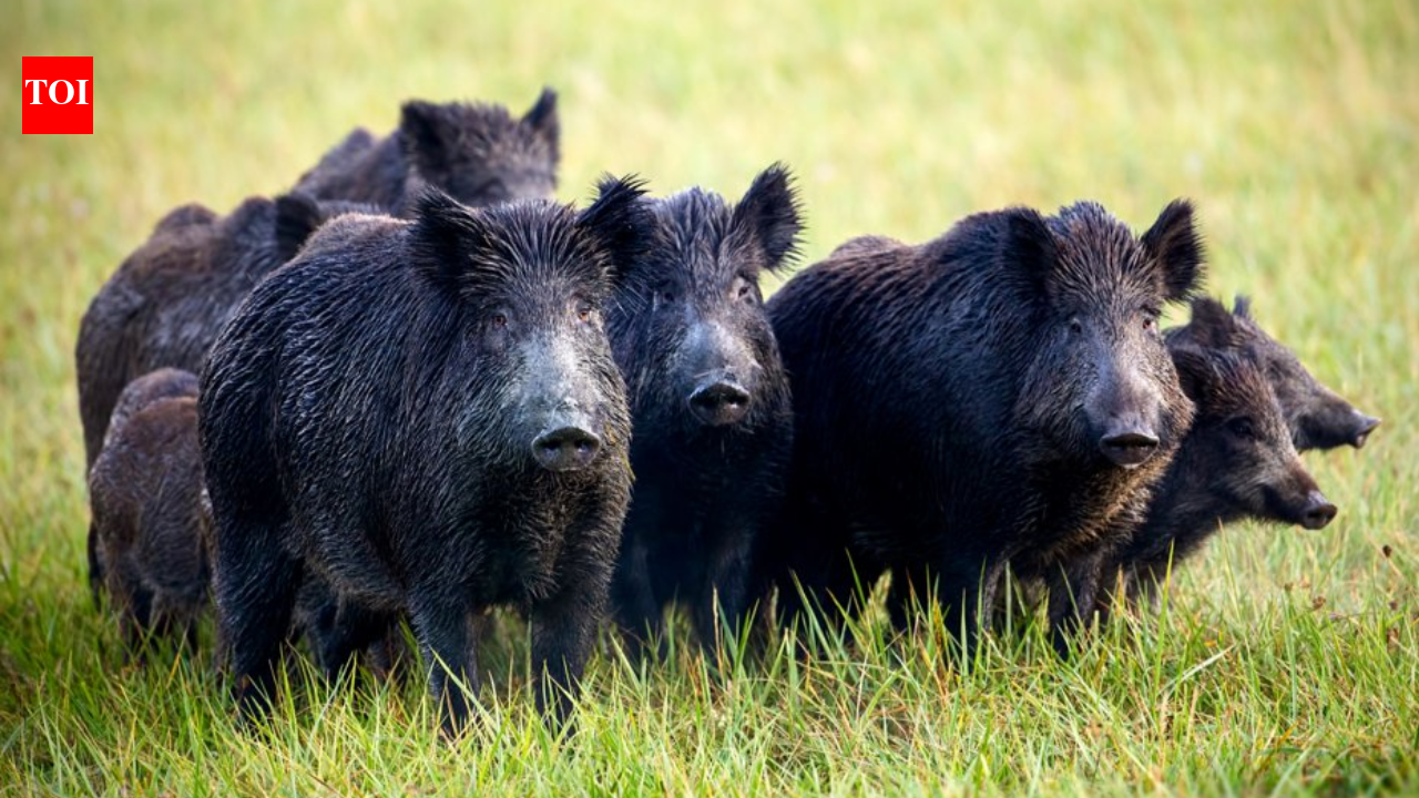 In 2005, California began eradicating 5,036 feral pigs from Santa Cruz Island as part of....