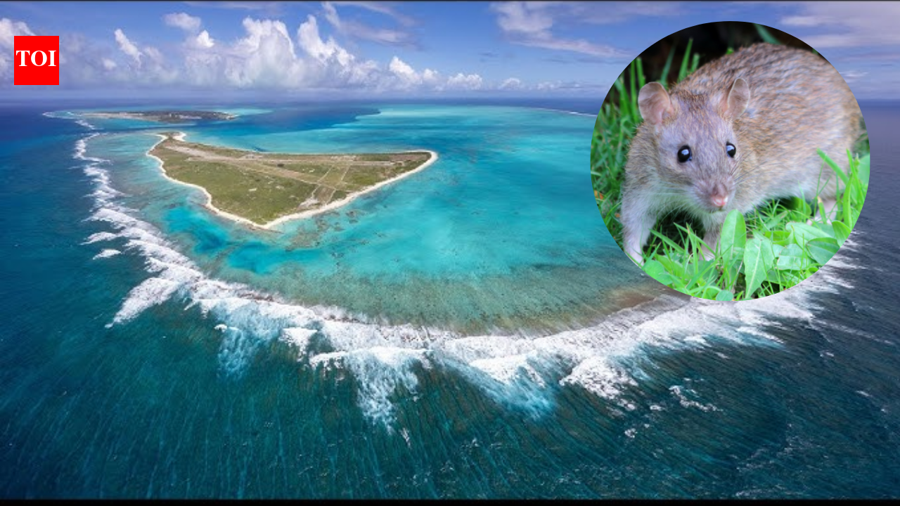 Midway Atoll eradicated invasive rats after Bonin petrels had fallen to fewer than 5,000 nesting pairs