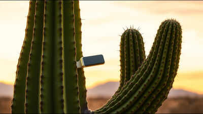 Meet Jorge Covarrubias: The 17-year-old who built a smart bandage that can detect when Arizona’s giant saguaro cactus is dying