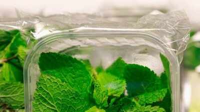 How to store mint leaves and keep them fresh for longer