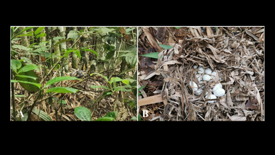 Residents in China found three king cobra nests; scientists saw two cobras guarding one with 72 eggs