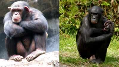 In 2022, Johns Hopkins researchers found that bonobos and chimpanzees can remember former companions; one bonobo recognised her sister after 26 years apart