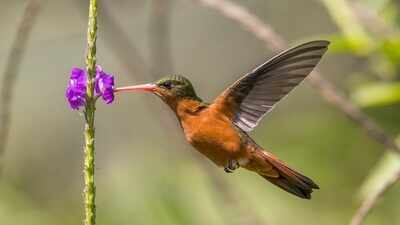 In 2020, researchers found that wild rufous hummingbirds can count flower order; only 1 flower in 10 held syrup, yet birds kept returning to the right one