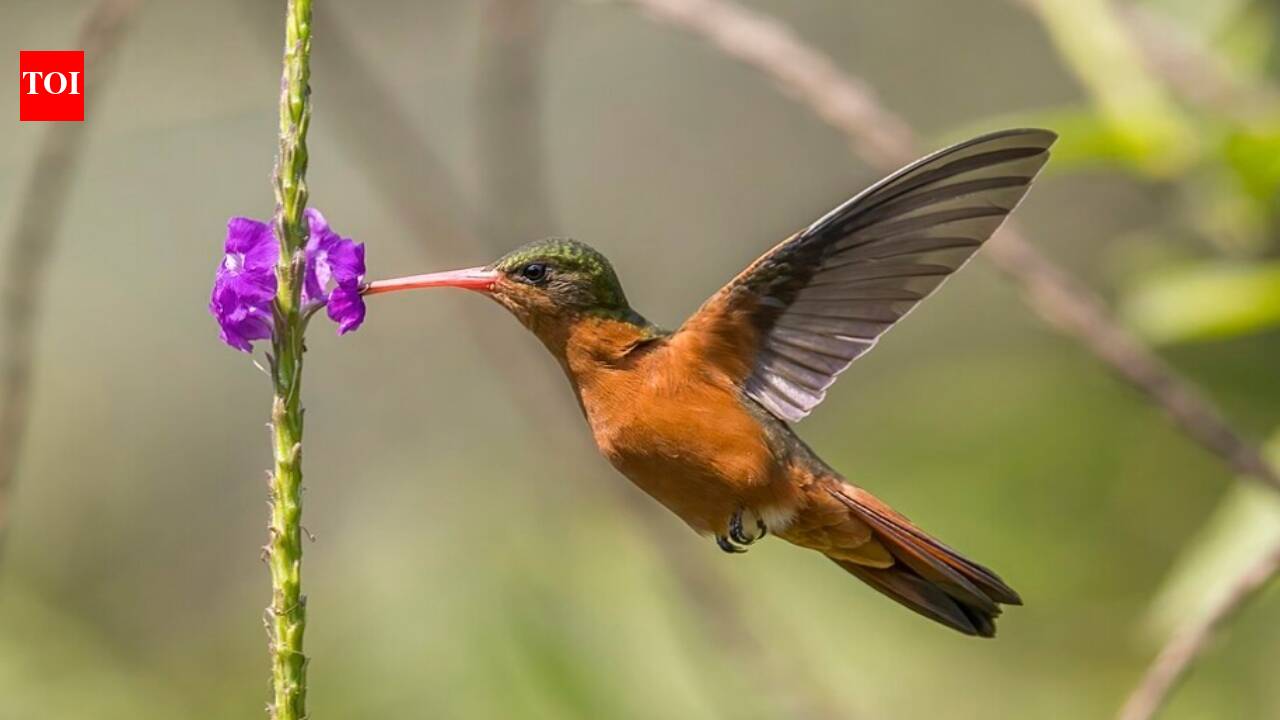 How Rufous Hummingbirds Can Count Flower Order - News Directory 3