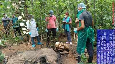 Female tusker’s carcass found in Deogarh forest