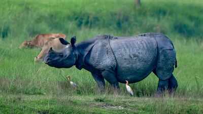 Why Assam wants to shrink Kaziranga National Park's eco-sensitive zone - explained