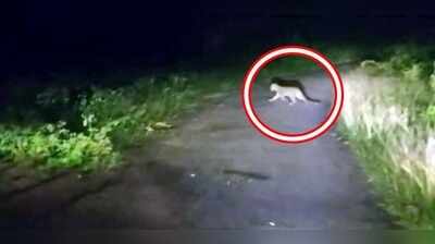 Leopard, cub sighted in Ganjam forest