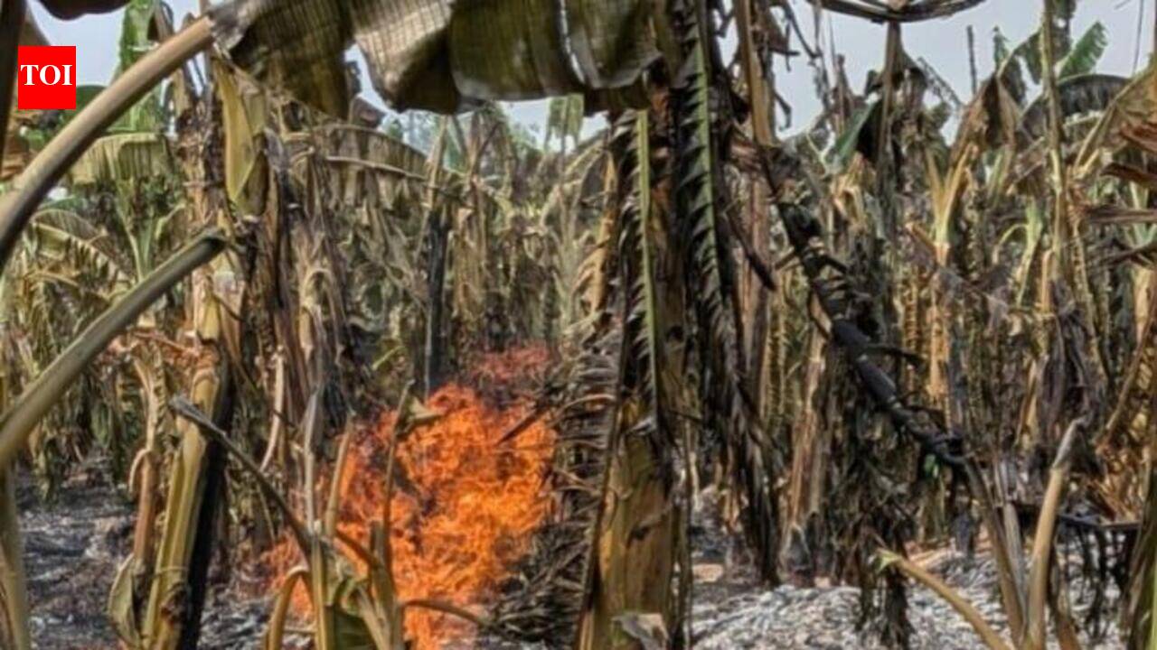 Trichy banana farmers warned of fire risks amid drought