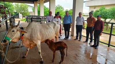 Seventh calf birth by surrogacy under FVAS project