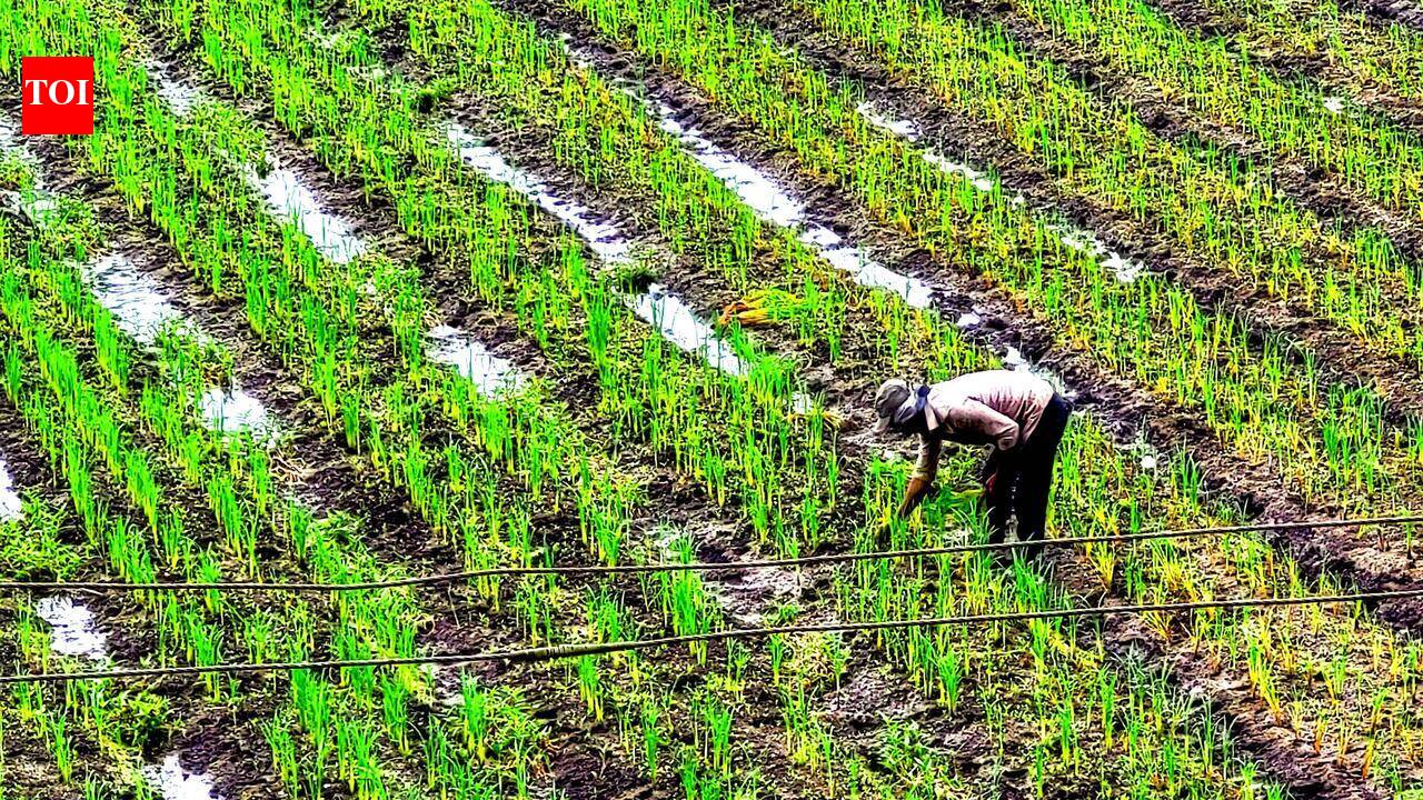 Monsoon break erases gains, water stress may rise in parts of Maharashtra
