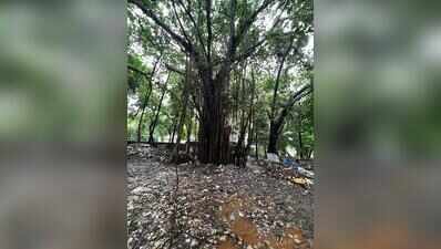 Carmichael Rd residents rally around threatened banyan tree