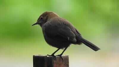 survey-along-wainganga-riverfront-records-48-bird-species-in-bhandara