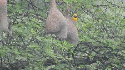 survey-along-wainganga-riverfront-records-48-bird-species-in-bhandara