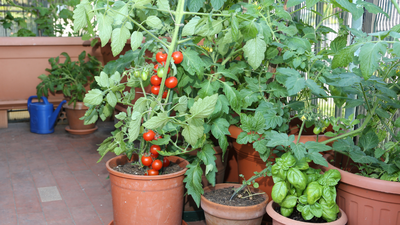 How to grow a pizza garden on your balcony: 6 vegetables to grow in pots at home
