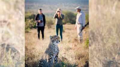 A South African couple combined 11 former livestock farms into a 67,000-acre reserve, restored the land and brought cheetahs back to the Great Karoo after 130 years