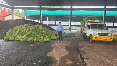10,890 kg of chemically ripened bananas seized in Karnataka: 4 signs your banana may have been artificially ripened