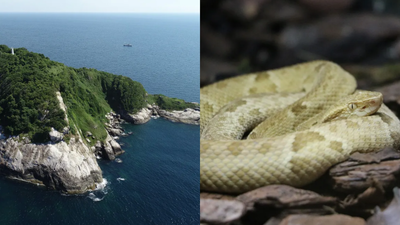 After the last ice age, the Ilha da Queimada Grande island was separated from the Brazilian mainland; today, it is the only home to the highly venomous Golden lancehead snakes in the world