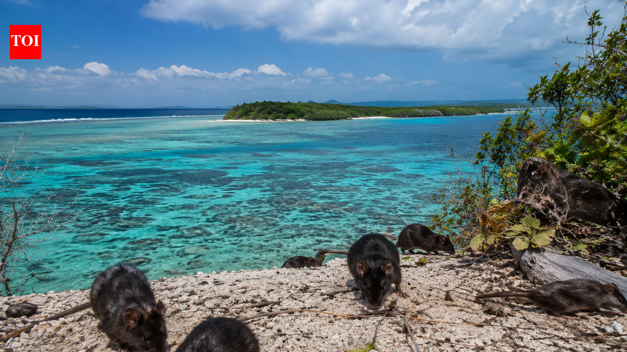 In 2022, black rats reached a Great Barrier Reef island; four years later Australia declared it rat-free after an intensive eradication mission