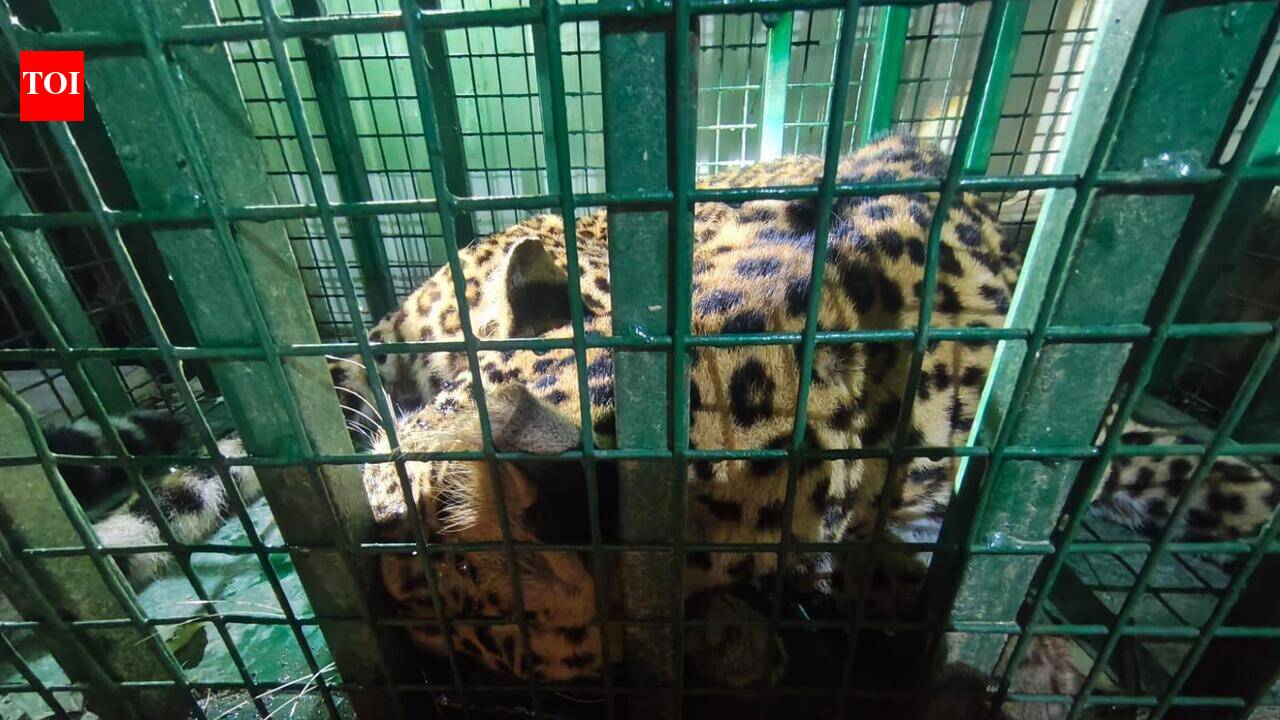 U'khand to conduct rapid population assessment of leopards, bears