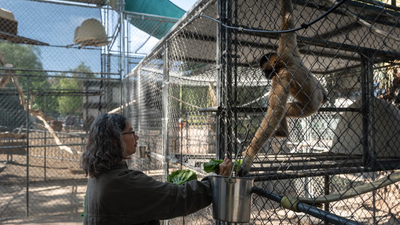 50 years ago, this California sanctuary began saving some of the world’s rarest gibbons, today, their morning songs are a remarkable story of survival