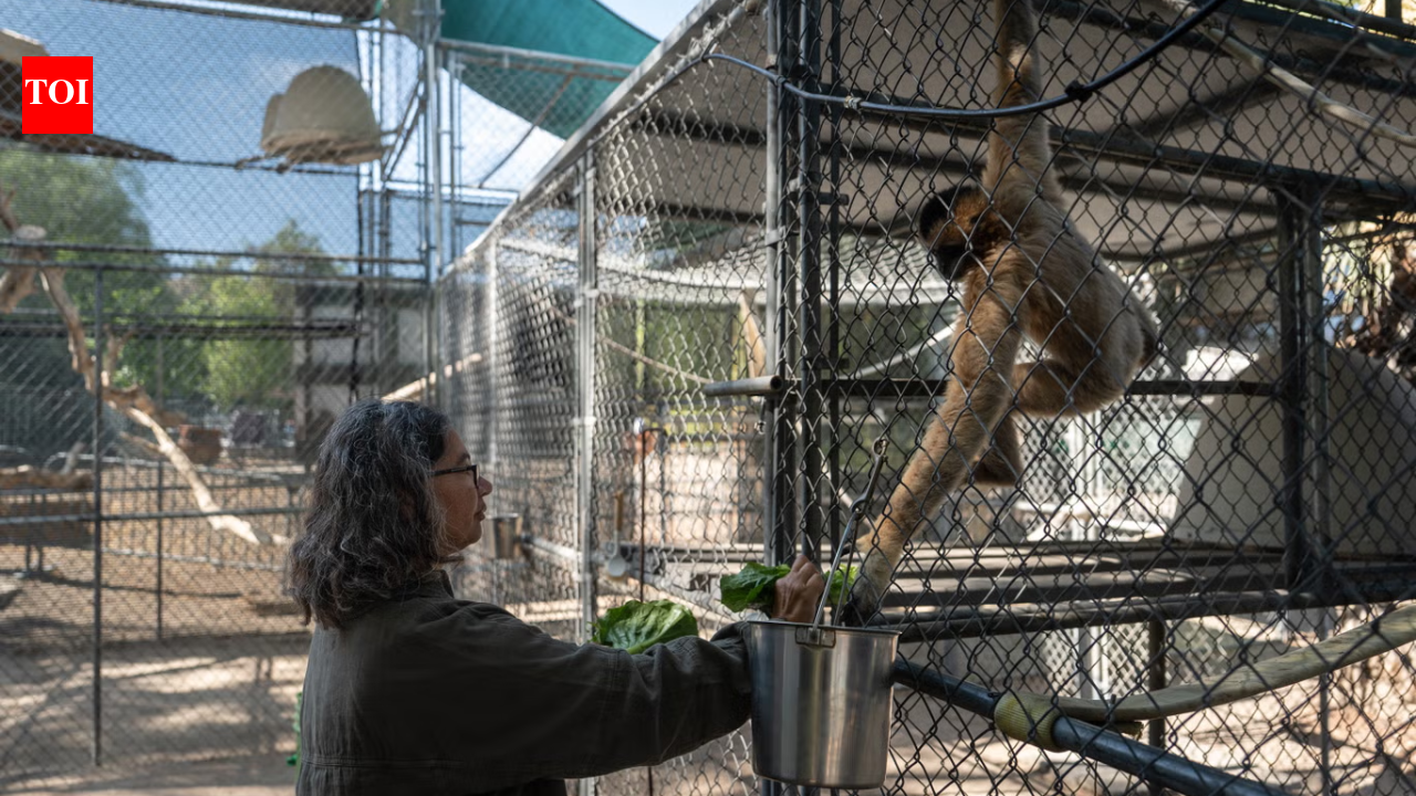 50 years ago, this California sanctuary began saving some of the world’s rarest gibbons