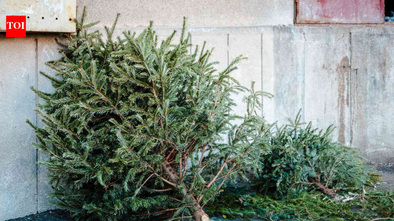 In 2021, Alabama students began placing discarded Christmas trees along dunes to trap sand