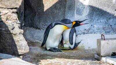Meet the world’s highest-ranking penguin Sir Nils Olav III, set to become a father after partner lays egg; Edinburgh Zoo welcomes first king penguin egg in 17 years