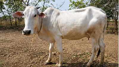 ICAR registers 16 new breeds of indigenous animals including four cattle