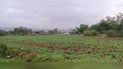 45 lakh hectares of soybean, but just six seed-testing labs in Maharashtra