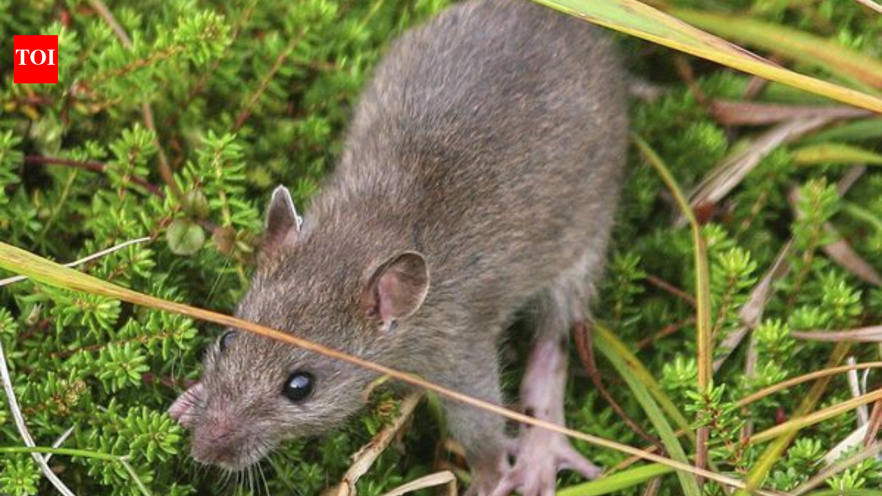 Alaska eradicated rats from a 6,869-acre Aleutian island more than two centuries after they...