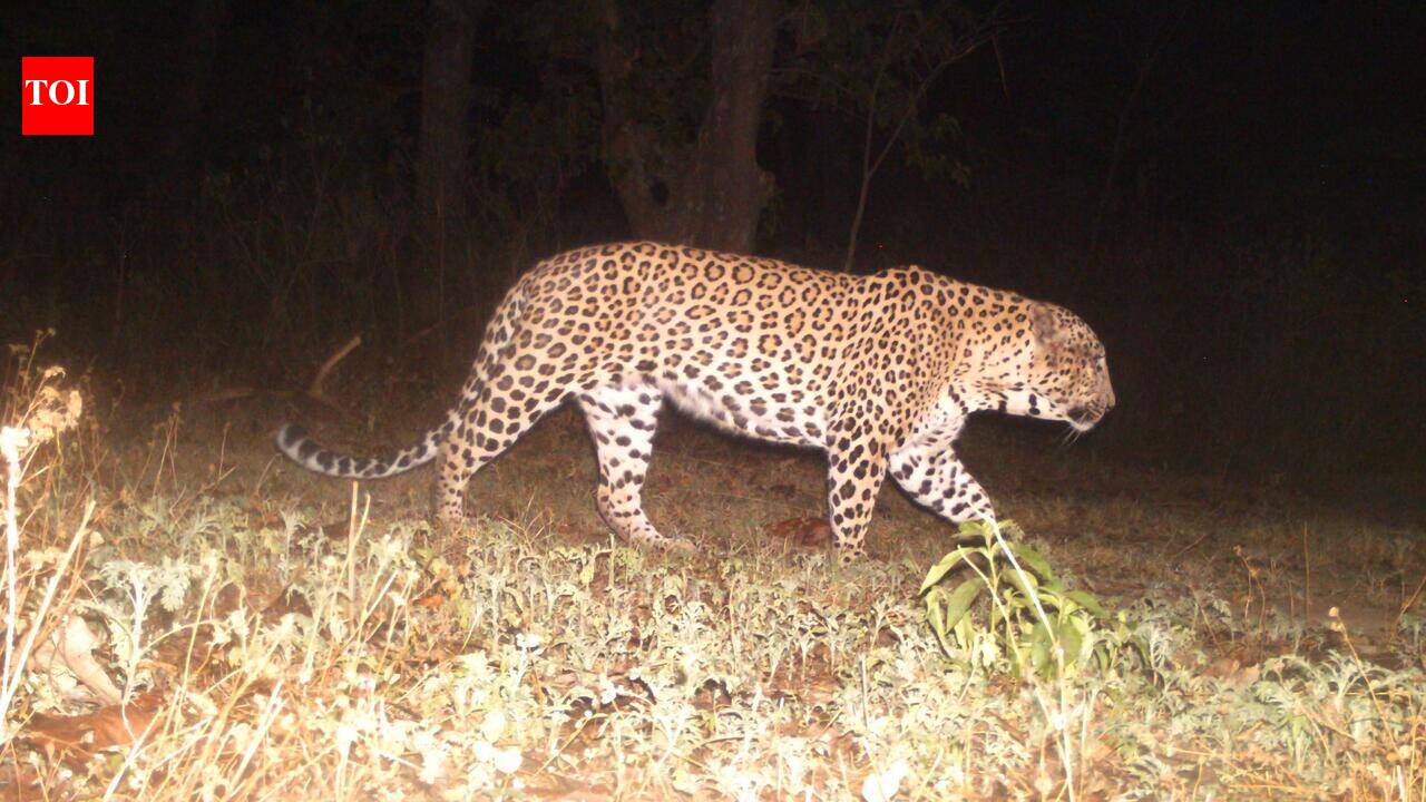 1,914 leopard attacks, 132 by tigers in 19 yrs in U’khand, says study in journal of British Ecological Society