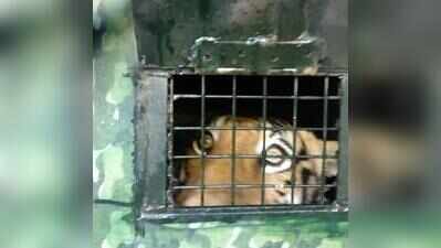 Bandipur Tiger Foundation reports lowest revenue in 3 years