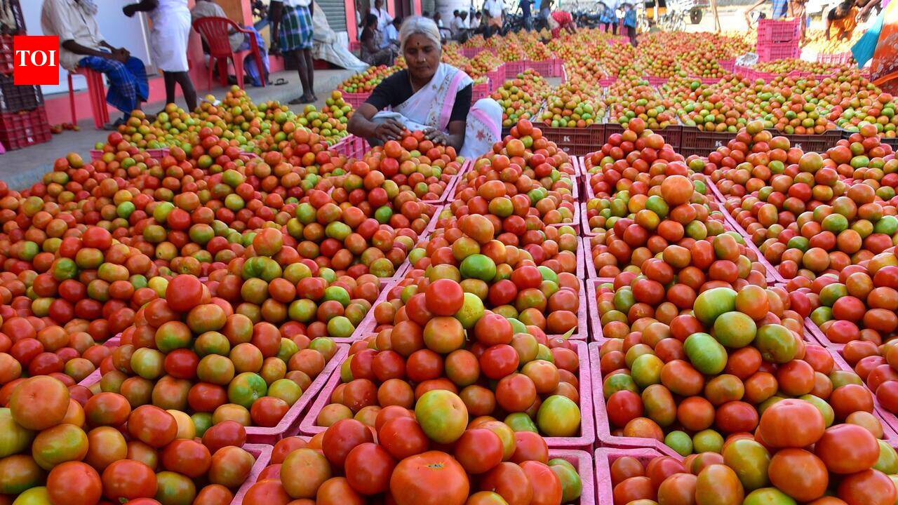 Farmers fret over future as tomato prices tumble to ₹4/kg due to glut