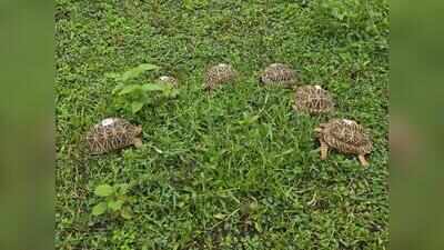 216 Indian Star Tortoises from Maharashtra released in Tadoba Tiger Reserve