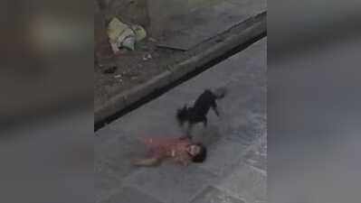 Stray dog attack leaves 5-year-old injured in Kota
