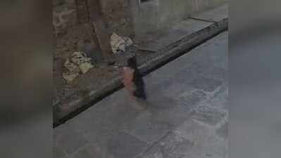 Stray dog attack leaves 5-year-old injured in Kota