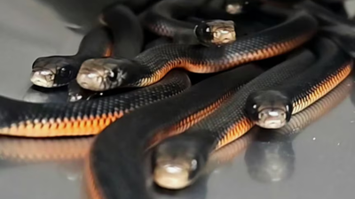 An Australian family noticed snakes disappearing into a backyard mulch pile; snake catchers found 102 venomous snakes underneath