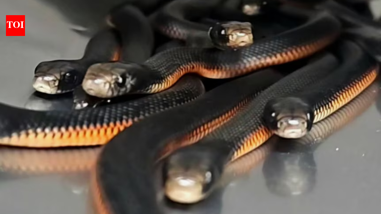 Australian family found 102 venomous snakes hiding beneath a backyard mulch pile