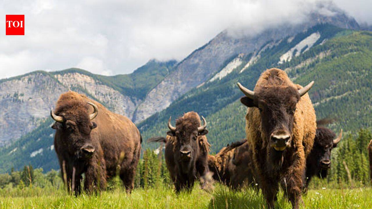 Mexico brings back bison 160 years after extinction; 47 animals are restoring the ecosystem