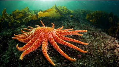 Washington releases 20 lab-raised sunflower sea stars into the Salish Sea to restore the endangered species and damaged kelp forests