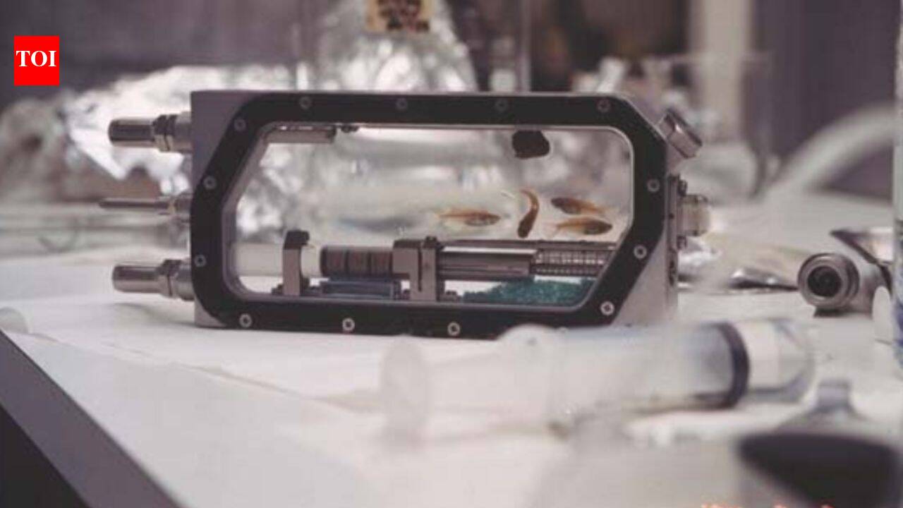 Four medaka fish flew into space in 1994; 43 eggs were laid and eight baby fish hatched
