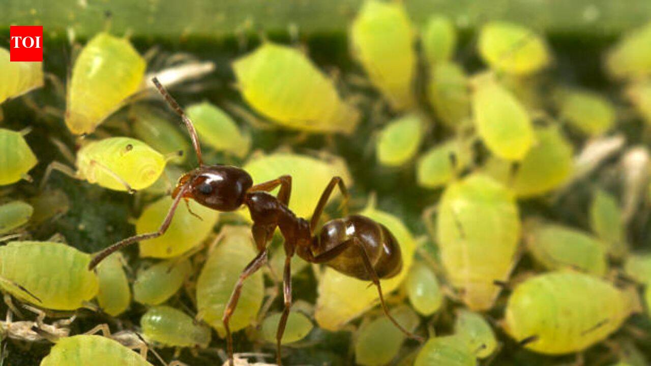 Invasive Argentine ants are defending other pests in California, troubling farmers and leaving natives hungry