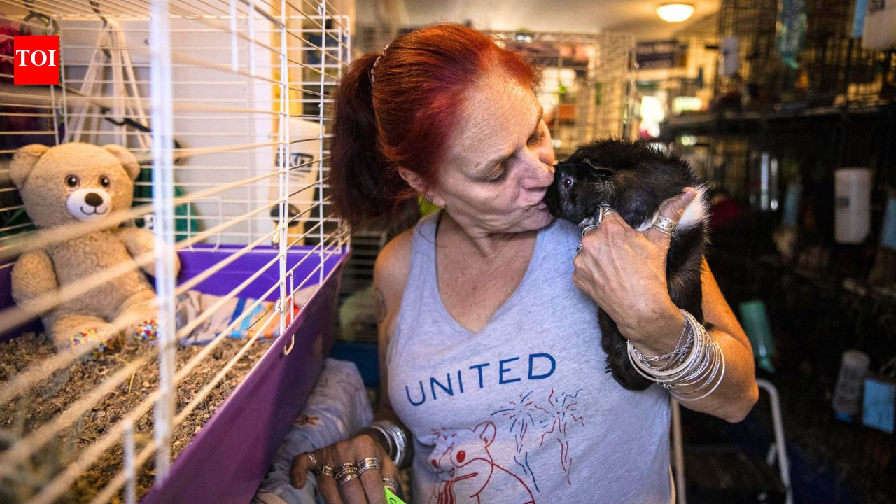 She lost a grandson and dozens of guinea pigs; today, she cares for nearly 400