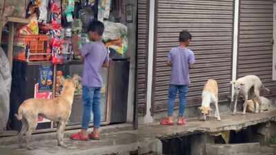 While the world sleeps, this little boy wakes at 6 AM to feed stray dogs: His daily ritual of love, kindness and compassion is melting hearts across the internet