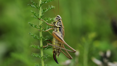 In 2005, crickets were fertilised aboard the ISS; 112 embryos and larvae were studied, and the microgravity-exposed larvae hatched earlier than ground controls