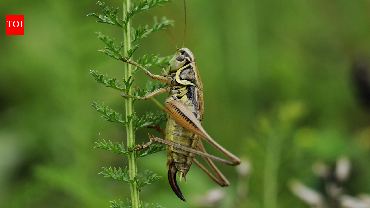 ISS cricket experiment found microgravity-exposed larvae hatched earlier than ground controls