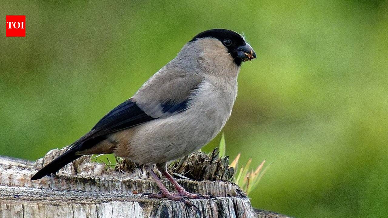 A 'comeback' for the Azores bullfinch: How two decades of hope saved a species from the brink